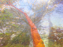 Load image into Gallery viewer, Nature art abstract photography highlight trees in the forest with messages of connection and community from this landscape artwork.