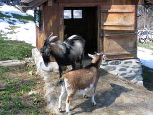 Dreamy Goats